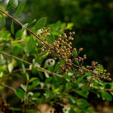 Henna (Lawsonia inermis) - Annie's Heirloom Seeds