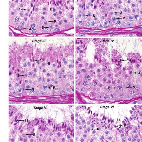 -The 12 morphological stages of the spermatogenic cycle in... | Download Scientific Diagram