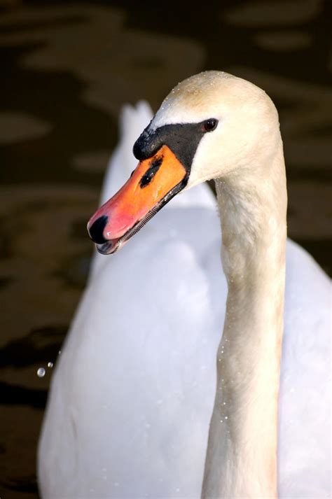 Mr. Swan by greatbelow2 on DeviantArt