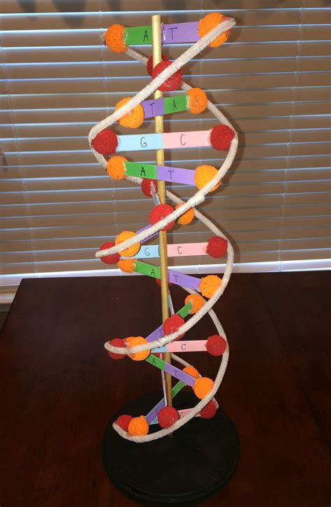 DNA 3D model | Craft Ideas | Pinterest | Dna model project, Dna model and 3d dna model