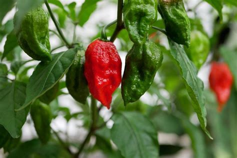 Ghost Pepper Plant: How to Grow Ghost Peppers Outside in Pots