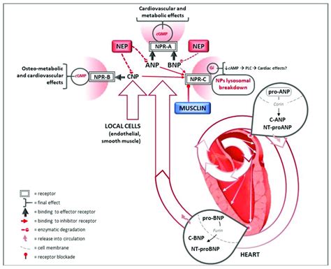 Natriuretic peptides pathways for heart and cardiovascular protection ...