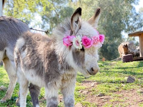 Baby Mini Donkeys