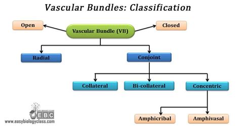 Types of Vascular Bundles | EasyBiologyClass