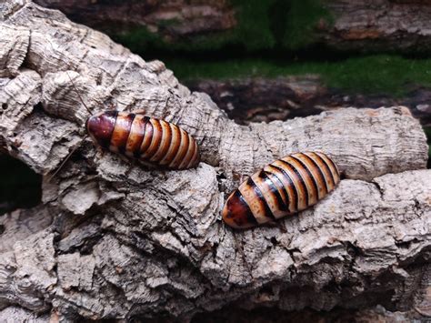 Halloween Hissing Cockroach Adult Breeding Male and Female – ROACHESANDISOPODS.COM