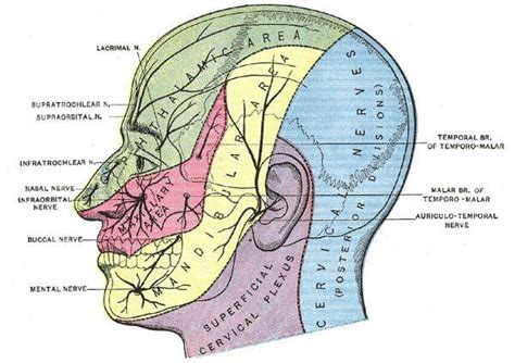 Infratrochlear nerve - Alchetron, The Free Social Encyclopedia