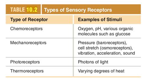 Solved TABLE 10.2 Types of Sensory Receptors Type of | Chegg.com