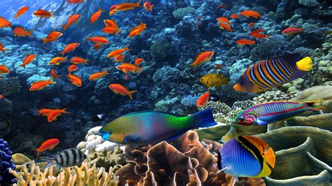 Why Are Reef Fish Colorful | DIPNDIVE