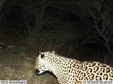 Rare jaguar seen in Arizona mountains feared dead | AP News