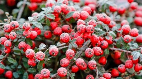 Cotoneaster Bonsai Growth and Care Guide