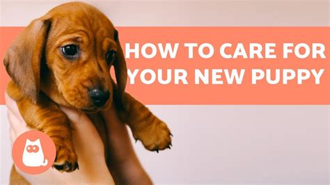 How to TAKE CARE of a PUPPY ???? Complete Guide to Puppy Care ...