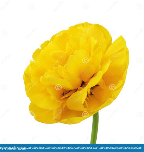 Yellow Daffodils and Tulips with Green Leaves Isolated on a White Stock Photo - Image of closeup ...