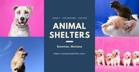 5 animal shelters in Bozeman, Montana