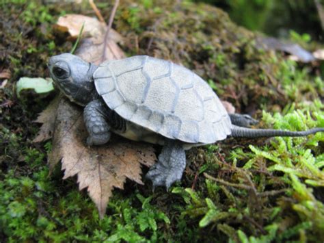 Nova Scotia Nature Trust – Sanctuary for endangered reptiles expanded through Lasting Landscapes ...