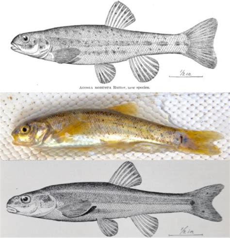 Top. Holotype, Lahontan Speckled Dace, from Rutter (1903). Middle, Long ...