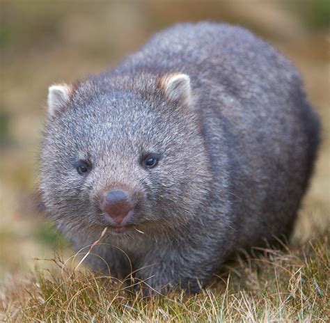 Juvenile Wombat | Australian animals, Wombat, Cute wombat