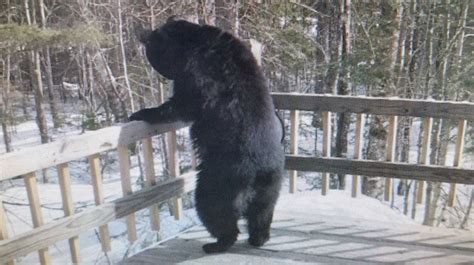 Black bear pays a visit to a Maine homeowner | WGME