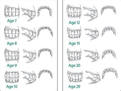 Horse Teeth Age Chart