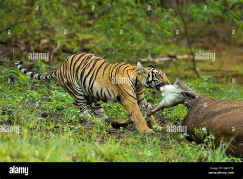 Tiger eating meat hi-res stock photography and images - Alamy