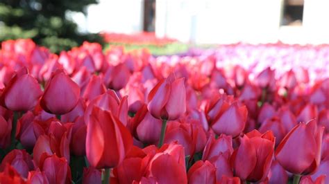 Turkey’s gift to the world: Tulips