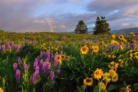 Wildflowers in the Columbia River Gorge - 10 Hidden Gems | Wild flowers ...