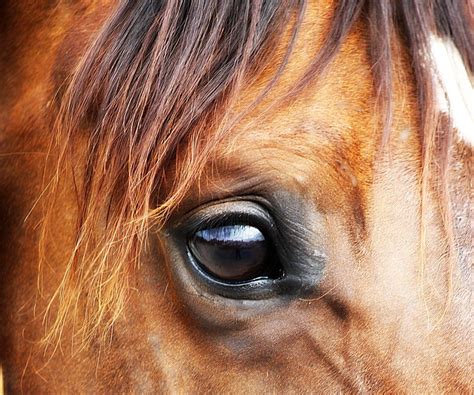 Soul Windows: A look inside | Horses, Beautiful horses, Animal photography