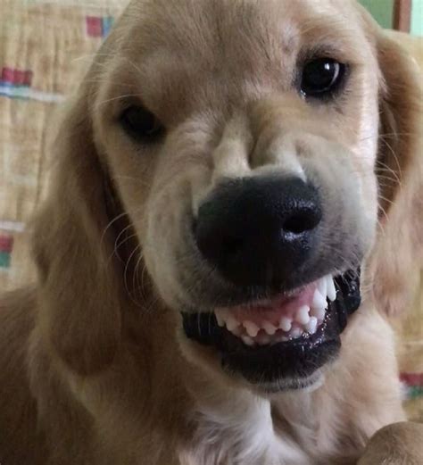 Angry Golden Retriever Doesn’t Want to Brush His Teeth - 16.07.2019, Sputnik International