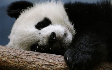 Shallow focus photography of panda sleeping on tree branch HD wallpaper | Wallpaper Flare