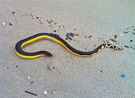 Yellow Bellied Snake - arice