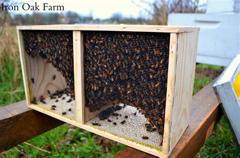 The Difference Between a Package and a Nuc Keeping Backyard Bees