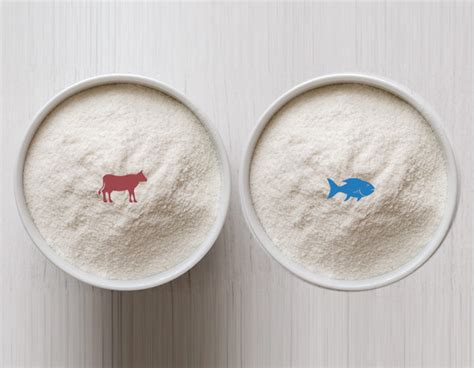 Bovine Collagen vs. Marine Collagen: The Difference and Useful Tips