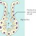 Apocrine metaplasia Symptoms, Causes, Ultrasound, Cytology, Treatment - Health Care Tips and ...