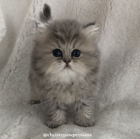 Blue Golden Persian Kittens For Sale - CHRISTYPAW PERSIANS