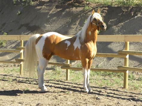 104 best images about Tobiano on Pinterest | Horses for sale, Show horses and Bays