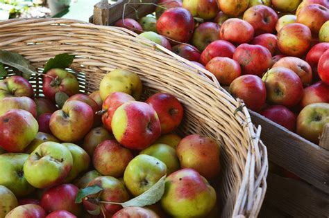 apples harvest | Apple harvest, Apple, Harvest