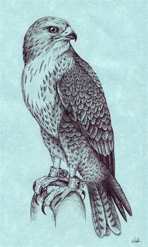 Peregrine Falcon | Falcon art, Falcon drawing, Eagle drawing