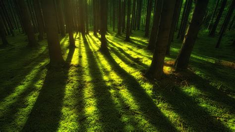 Sunlight in the forest [3840 x 2160] : r/wallpaper