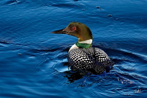 Common Loon Breeding Plumage by AzureWindProductions on DeviantArt