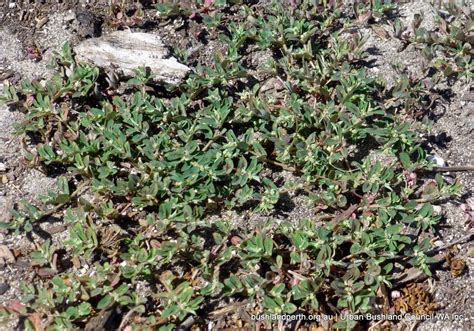 Euphorbia maculata - Urban Bushland Council WA