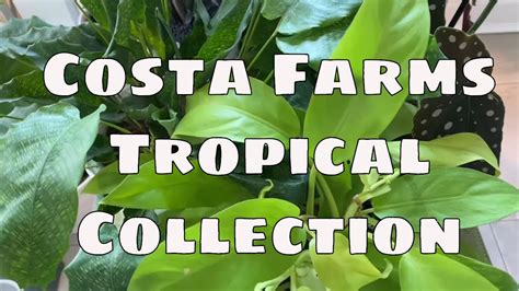 Update Costa Farms Tropical House Plant Collection ZZ Raven Begonia Maculata Fiddle Fig ...