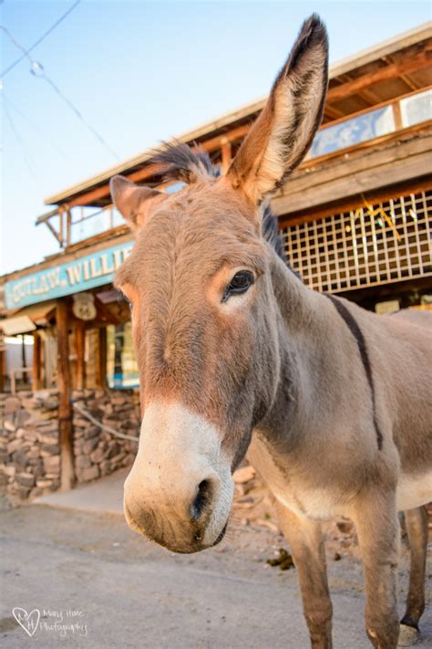 Oatman, Arizona Burros - Tales from the Backroad