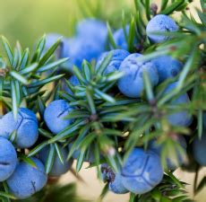 Juniper Berry Essential Oil (India)