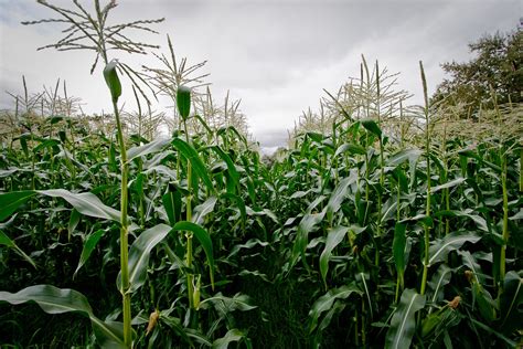 Corn field | Andrew Malone | Flickr