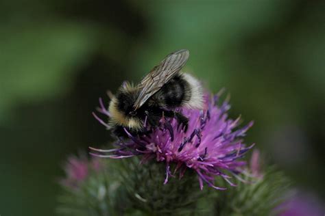 Bumblebee Knapweed Pollination - Free photo on Pixabay - Pixabay