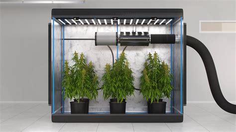 What Size Grow Tent for 6 Plants: A Complete Guide - Grow Tent Shop