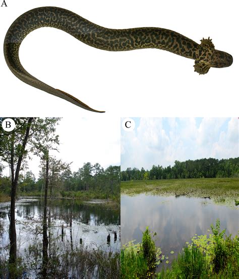 Species New to Science: [Herpetology • 2018] Siren reticulata • Description of An Extant ...