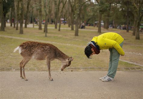 Nara Deers Look Emaciated, Expert Says They're Expecting Visitors' Treats