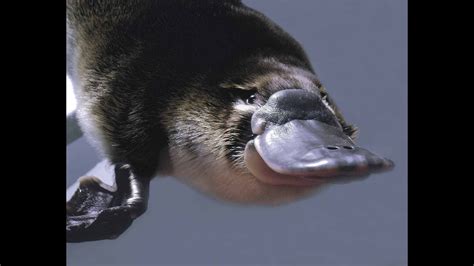 Platypus - The World's Strangest Animal (Nature Documentary) - YouTube