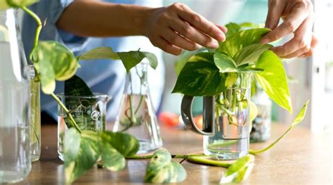 12 Mistakes to Avoid When Propagating Houseplants