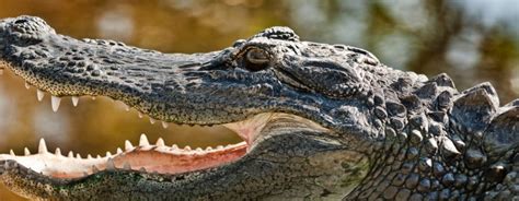 American Alligator | Reid Park Zoo